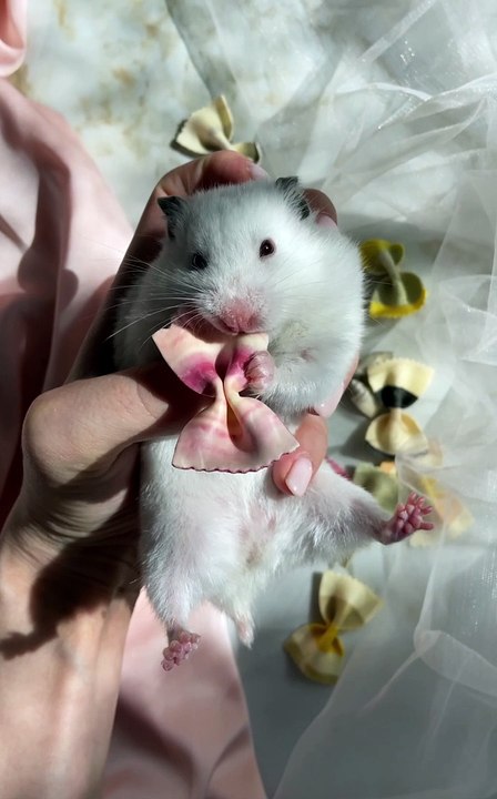lovely animal