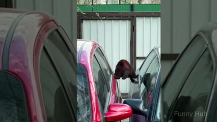 Funny Cat Momes Compilation 2022-Cute Animal