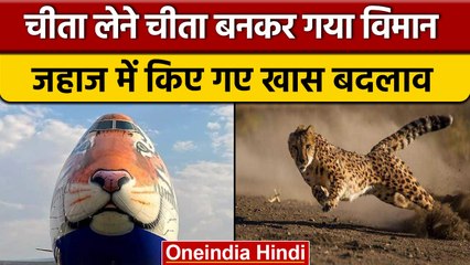 Cheetah लेने पहुंचे विशेष विमान, मेहमानों की सुविधाओं का रखा ख्याल | वनइंडिया हिंदी |*News