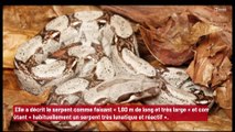 Un boa constrictor d’un 1m80 en liberté à Leeds a été retrouvé !