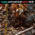 Jke, jke, jke, jke, jke. Jkeआखिर अपने ही बच्चे को क्यों मार देती है बाघिन? #shorts #animals #wildlife #animalsfacts #facts