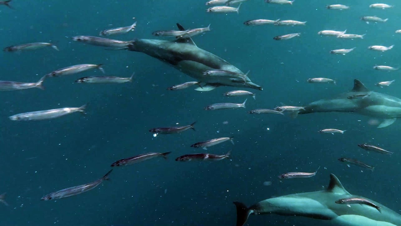 Bule while whales for kids,blue whale rescue