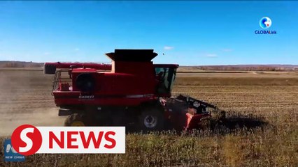 How China's breadbasket province ensures grain output through technologies