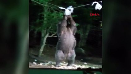 Uludağ'da aç kalan ayı kampçıların yemeğini yedi!