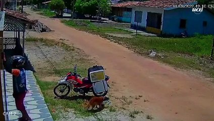 Cachorro caramelo furta marmita enquanto entregador estava distraído