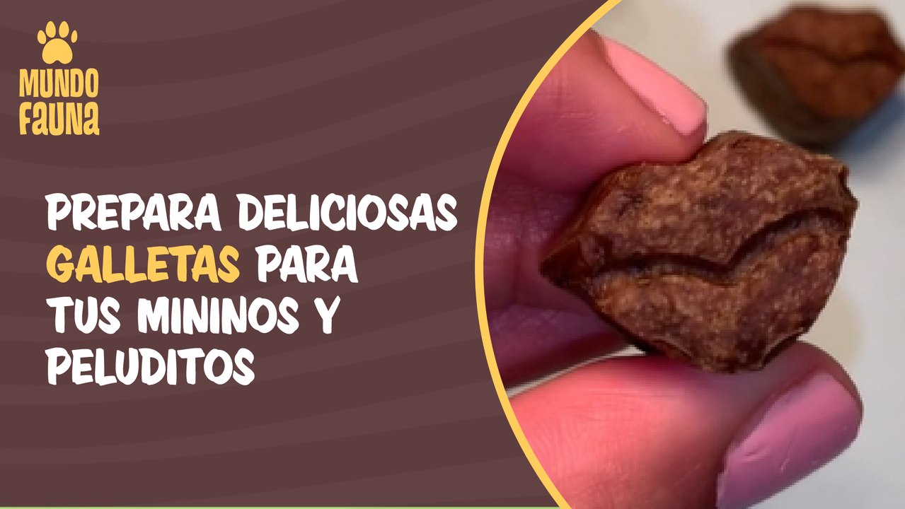 Deliciosa receta: prepara deliciosas galletas para tus mininos y peluditos