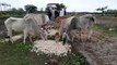 Not getting the price of garlic, farmers feeding cattle