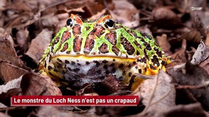 Le monstre du Loch Ness n’est pas un crapaud !