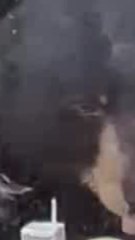 Etats-Unis : un ours s'invite à un anniversaire et dévore des cupcakes - verticale