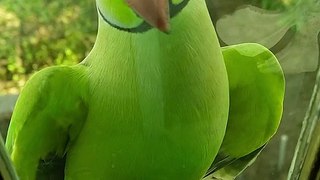 Parrot video 4k