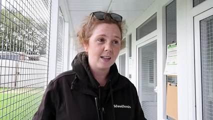 Can you rehome a kitten? Woodlands Animal Rescue