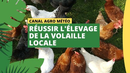 Canal Agro Météo : Réussir l'élevage de la volaille locale