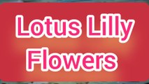 Lotus Lilly flowers ||Beautiful Lotus Lilly flowers