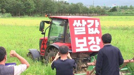 쌀 가격 폭락에 논 갈아엎은 농민들..."대책 마련해야" / YTN