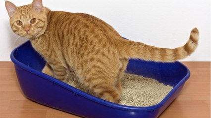 This is a real reason your cat buries its poop like a treasure (1)