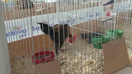 Süs tavukları için güzellik yarışması düzenleniyor