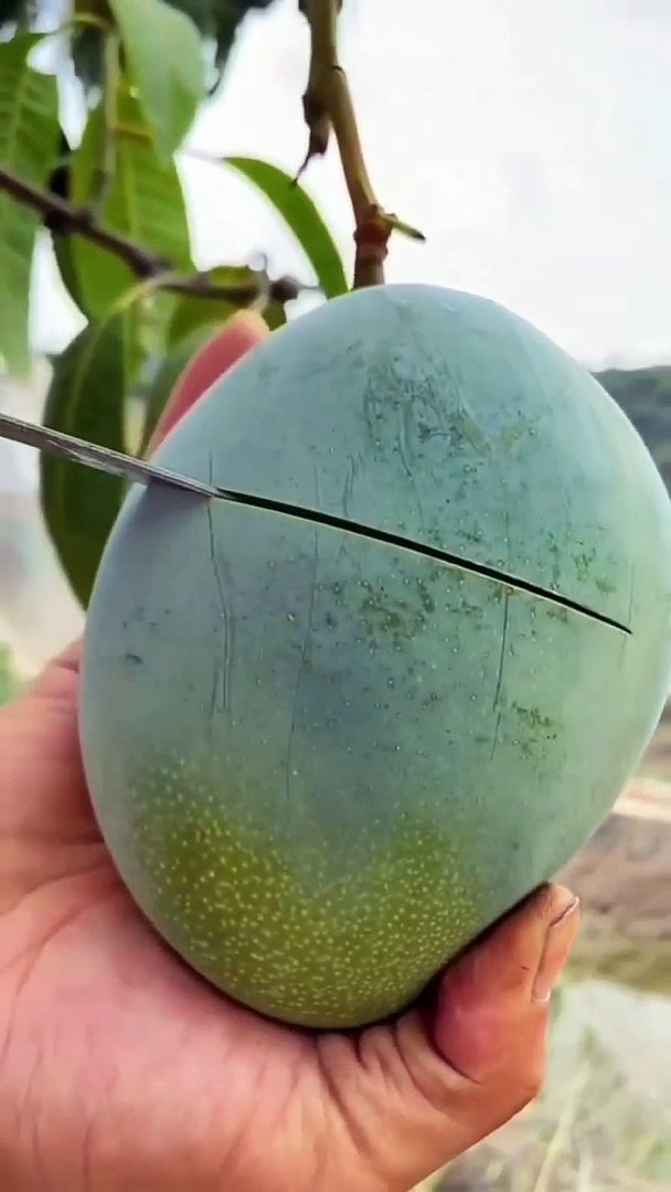 ⁣World famous mango