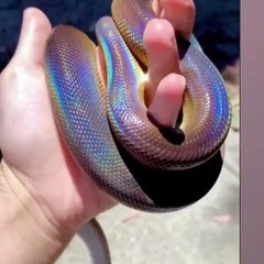 I'm a Big Kid Now - Animals Grow Up From Baby Animals