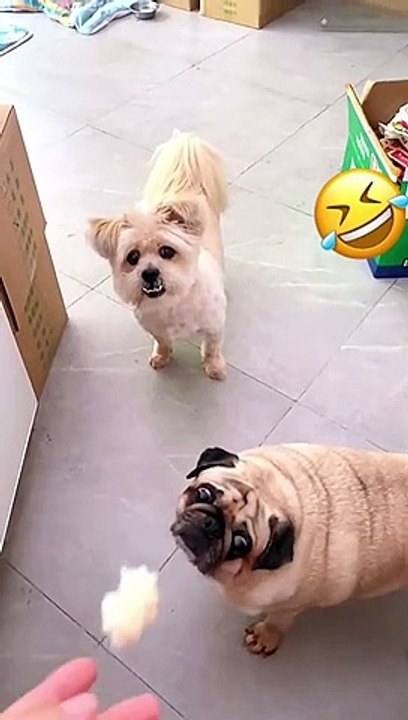 Funny Animal Videos 2022 #Funny