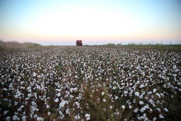 Bakan Kirişci biçerdövere binip pamuk hasat etti