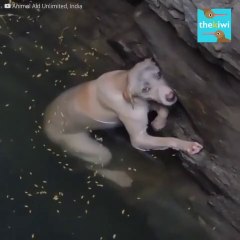 poor dog | brave hearts who rescue poor animals in danger