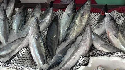 Ordu haberleri! Ordu'da palamut fiyatları düştü