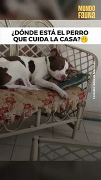 Cuando 'Firulais' se queda cuidando la casa