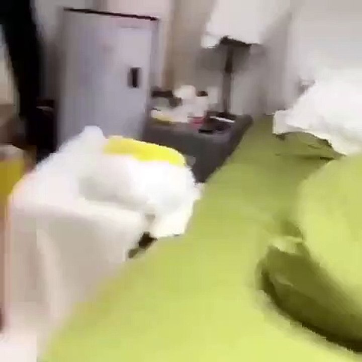 Funny cat viral  video