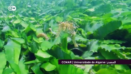 تراجع عدد حيوانات فرس البحر المدهش جنوبي البرتغال