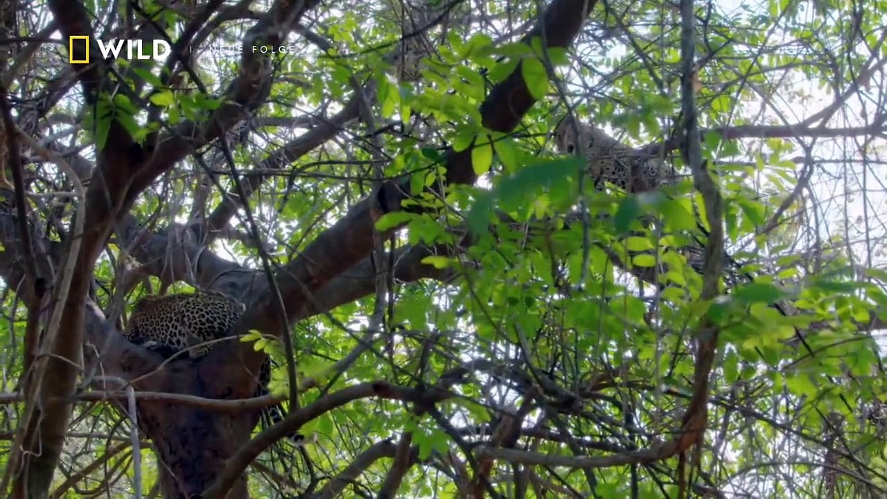 Afrikas Jäger Staffel 3 Folge 4 HD Deutsch