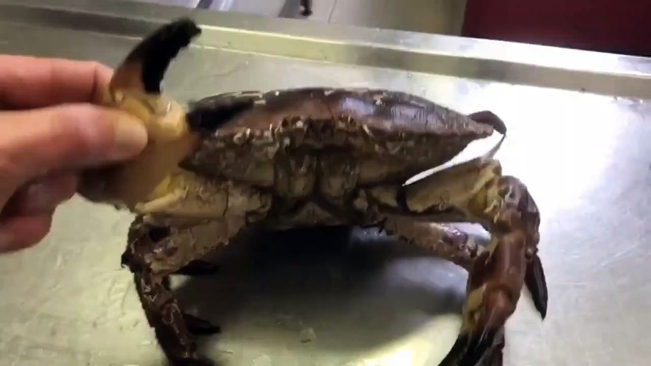 Great Mediterranean Crab