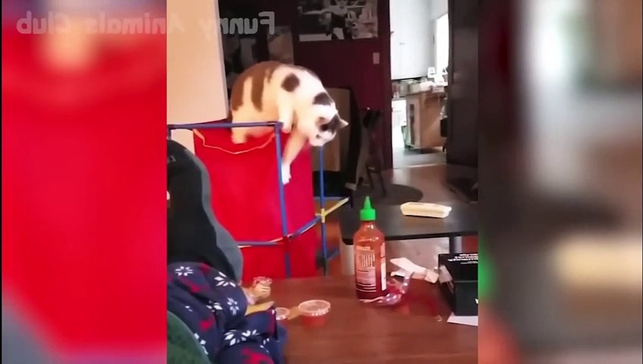 cats compile video