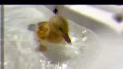 Baby Duckling Bathing for the First Time