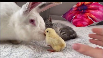 Baby Kitten and Giant Rabbit Confused by meeting Chick