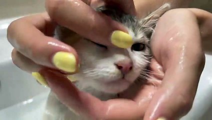 Baby Kitten Bathing for the First Time!