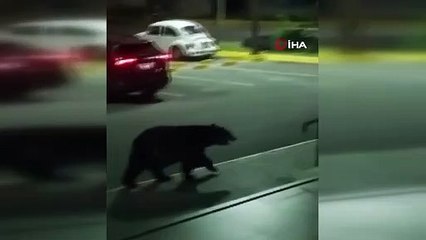 Meksika'da üniversite kampüsüne ayı, büyük paniğe neden oldu