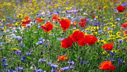 The Beechgrove Garden 2022 episode 24