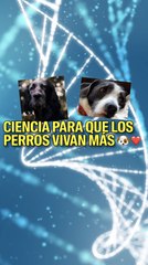 Ciencia para que los perros vivan más