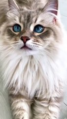 Cute baby cat  playing his owner