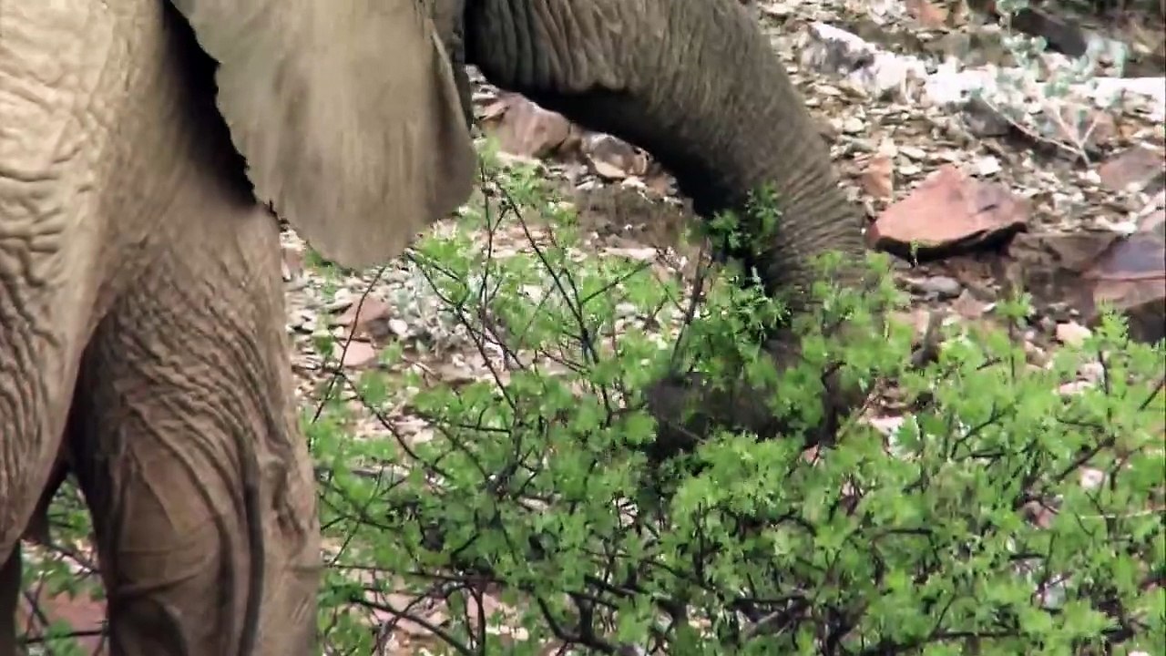 Wildes Afrika Staffel 1 Folge 1 HD Deutsch