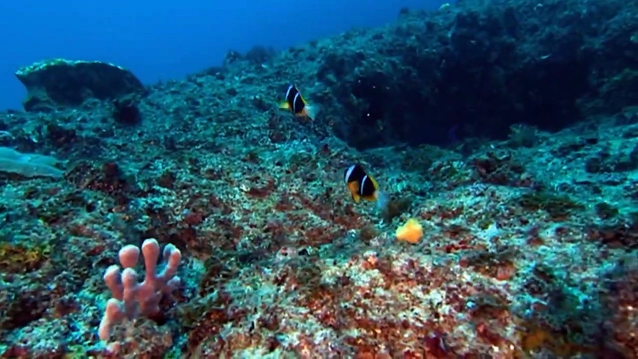 Wildes Afrika Staffel 1 Folge 3 HD Deutsch