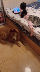 Wait till you find it  | cat dog funny video