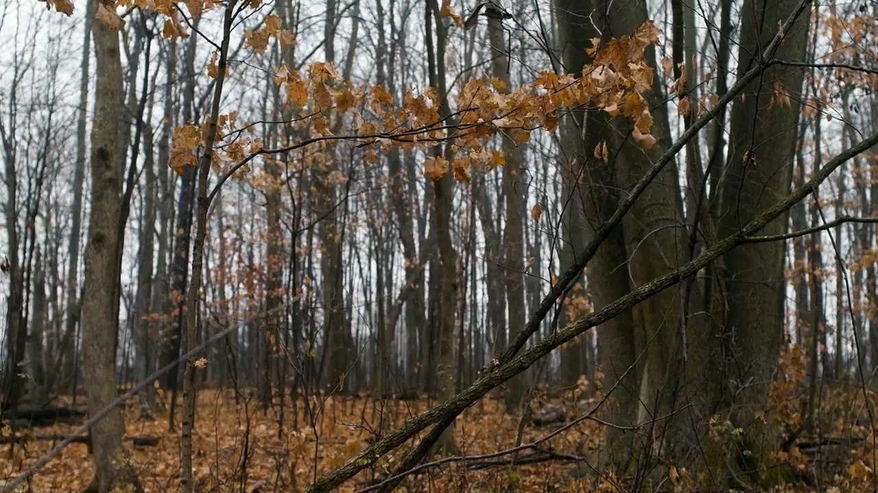 Anne with an E Staffel 2 Folge 5 HD Deutsch