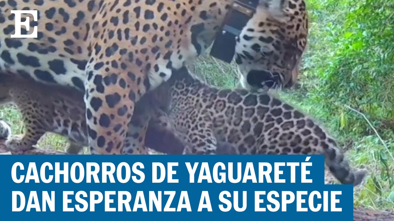 Los cachorros de yaguarete que dan esperanza a su especie