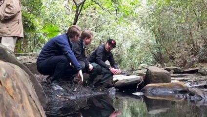 Return of platypus to Royal National Park delayed amid concerns over water quality