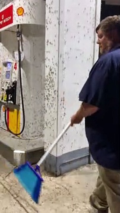 Gathering Mayflies to Feed Chickens