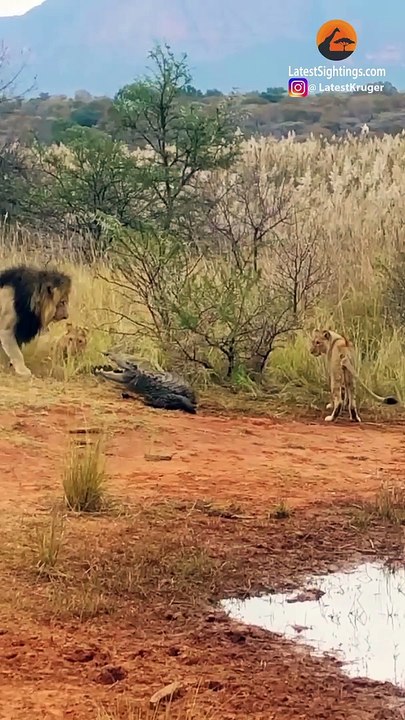 The Lion attack on Crocodile  has
