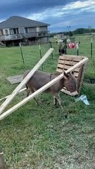 Waffles the Donkey Attempts to Help with Home Projects