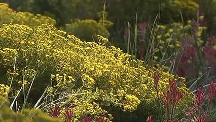 Kings Park gardeners focused on protecting WA's native species