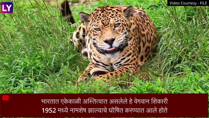 Cheetah in India: Namibia वरून येणारे चित्ते उद्या KUNO National Park मध्ये होणार दाखल